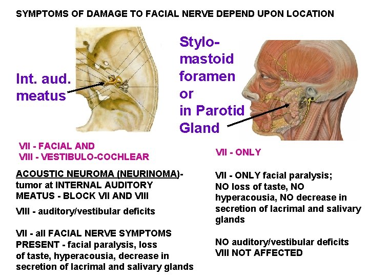 SYMPTOMS OF DAMAGE TO FACIAL NERVE DEPEND UPON LOCATION Int. aud. meatus Stylomastoid foramen