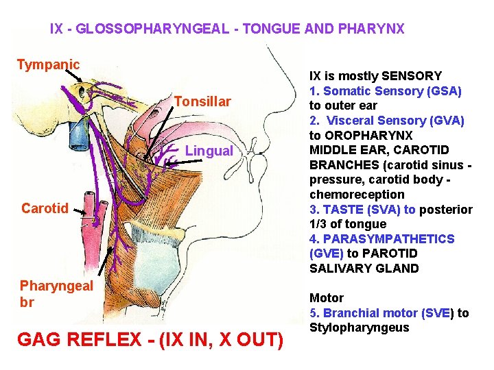 IX - GLOSSOPHARYNGEAL - TONGUE AND PHARYNX Tympanic Tonsillar Lingual Carotid Pharyngeal br GAG