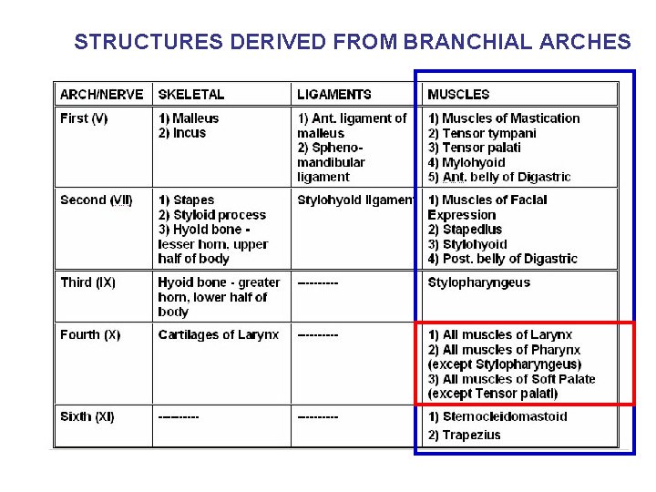 STRUCTURES DERIVED FROM BRANCHIAL ARCHES 