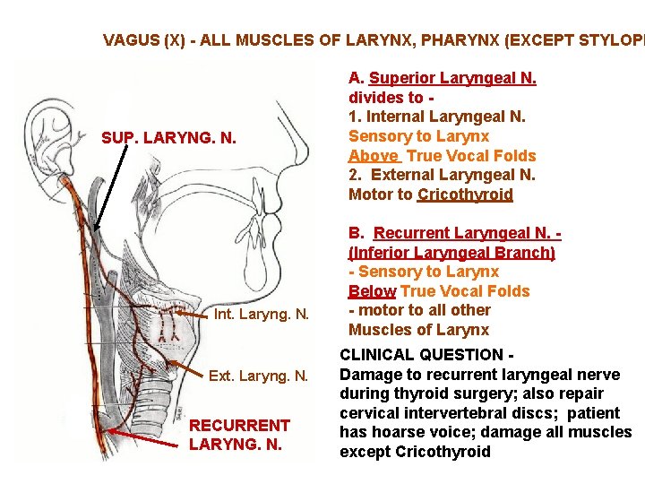 VAGUS (X) - ALL MUSCLES OF LARYNX, PHARYNX (EXCEPT STYLOPH SUP. LARYNG. N. Int.