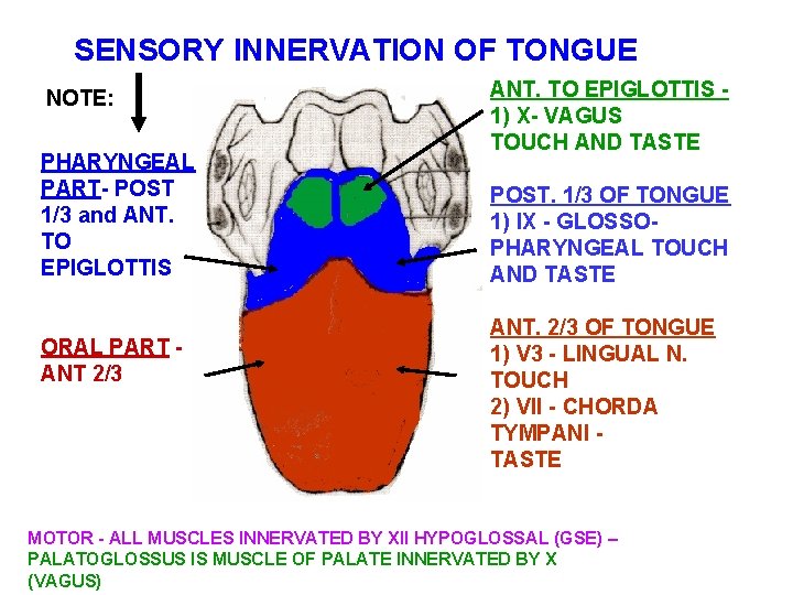 SENSORY INNERVATION OF TONGUE NOTE: PHARYNGEAL PART- POST 1/3 and ANT. TO EPIGLOTTIS ORAL