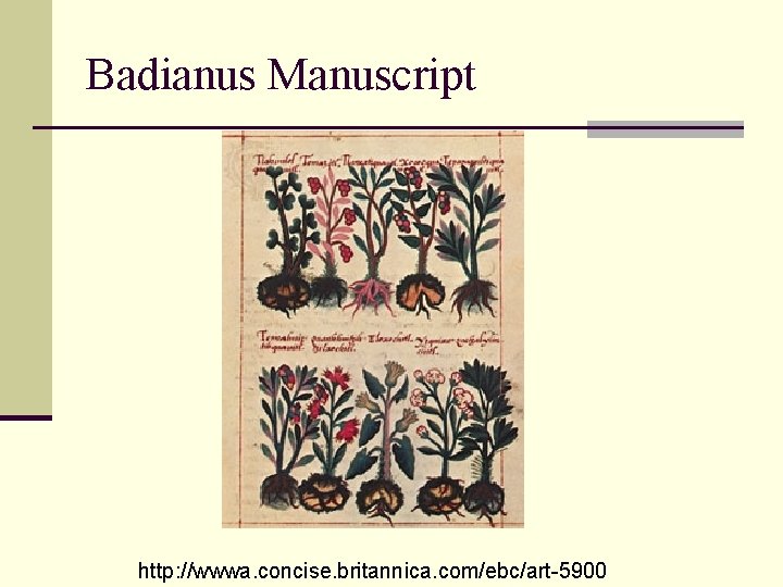 Badianus Manuscript http: //wwwa. concise. britannica. com/ebc/art-5900 