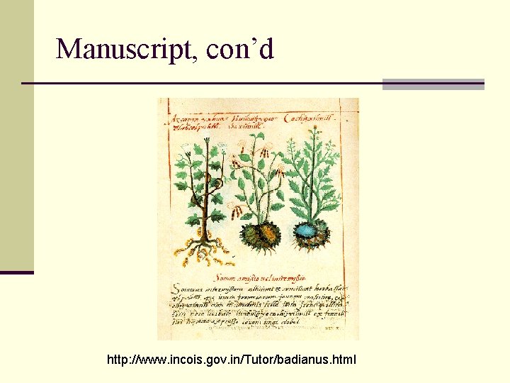 Manuscript, con’d http: //www. incois. gov. in/Tutor/badianus. html 