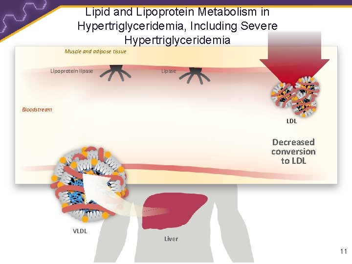 Lipid and Lipoprotein Metabolism in Hypertriglyceridemia, Including Severe Hypertriglyceridemia Muscle and adipose tissue Lipoprotein