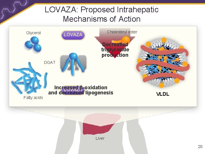 LOVAZA: Proposed Intrahepatic Mechanisms of Action Glycerol Cholesteryl ester LOVAZA Decreased triglyceride production DGAT