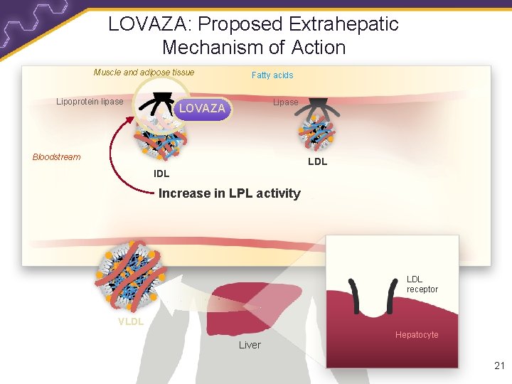 LOVAZA: Proposed Extrahepatic Mechanism of Action Muscle and adipose tissue Lipoprotein lipase Fatty acids