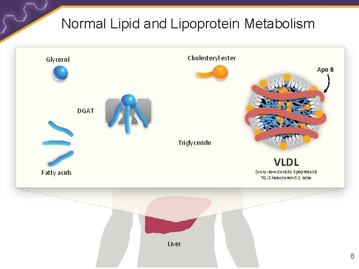 Normal Lipid and Lipoprotein Metabolism Cholesteryl ester Glycerol Apo B DGAT Triglyceride VLDL Fatty