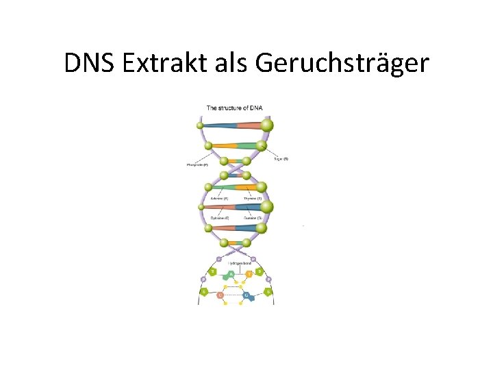 DNS Extrakt als Geruchsträger 