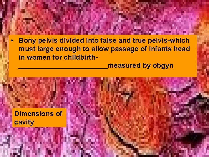  • Bony pelvis divided into false and true pelvis-which must large enough to