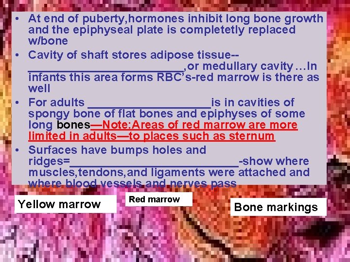  • At end of puberty, hormones inhibit long bone growth and the epiphyseal