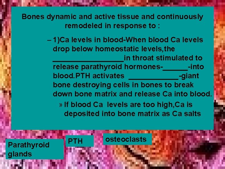 Bones dynamic and active tissue and continuously remodeled in response to : – 1)Ca