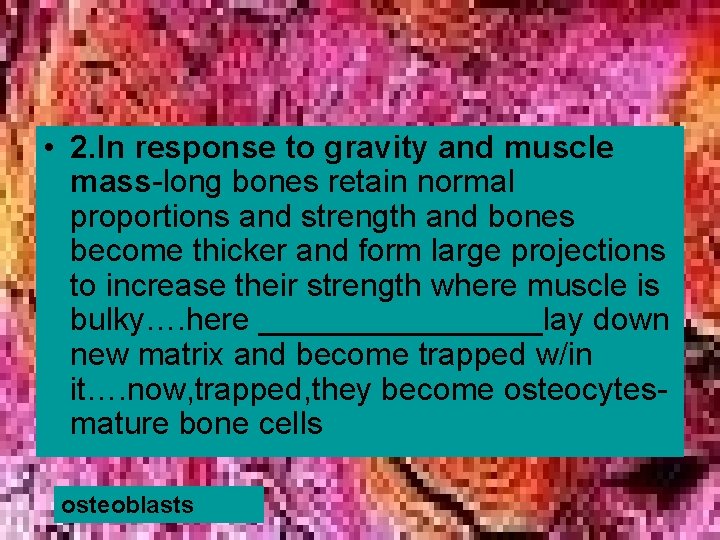  • 2. In response to gravity and muscle mass-long bones retain normal proportions