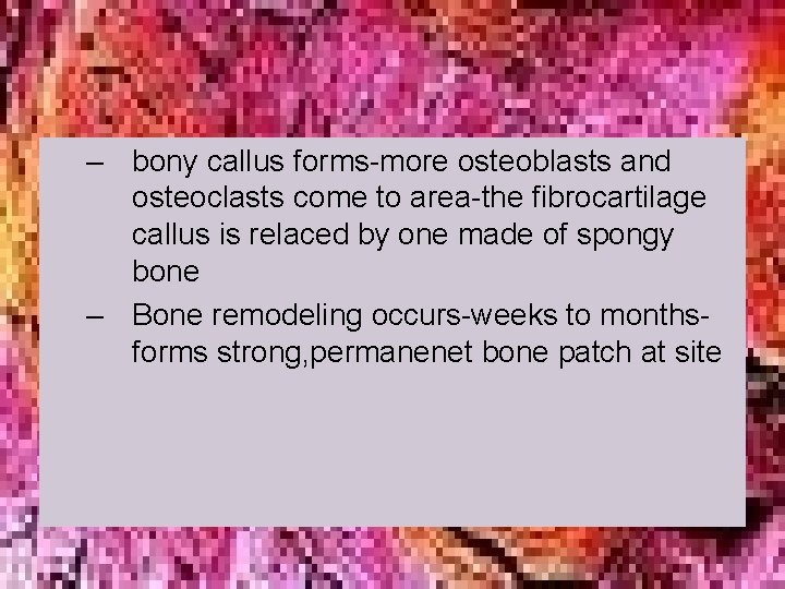 – bony callus forms-more osteoblasts and osteoclasts come to area-the fibrocartilage callus is relaced