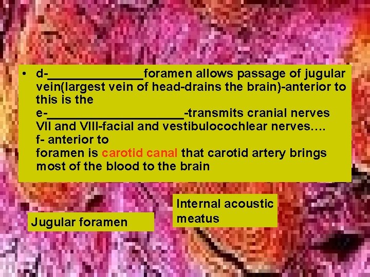  • d-_______foramen allows passage of jugular vein(largest vein of head-drains the brain)-anterior to