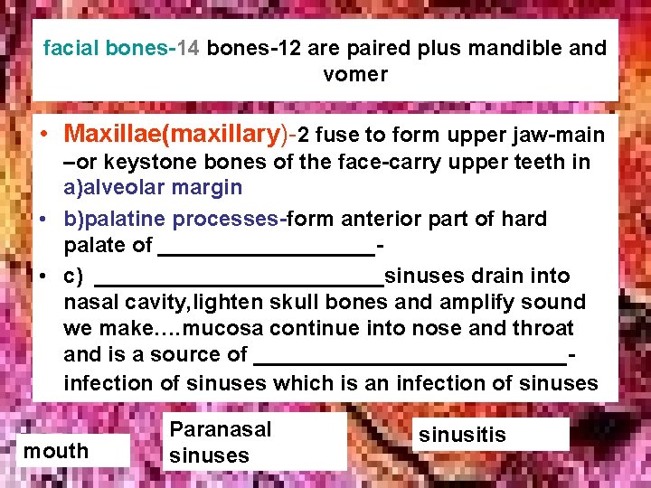 facial bones-14 bones-12 are paired plus mandible and vomer • Maxillae(maxillary)-2 fuse to form