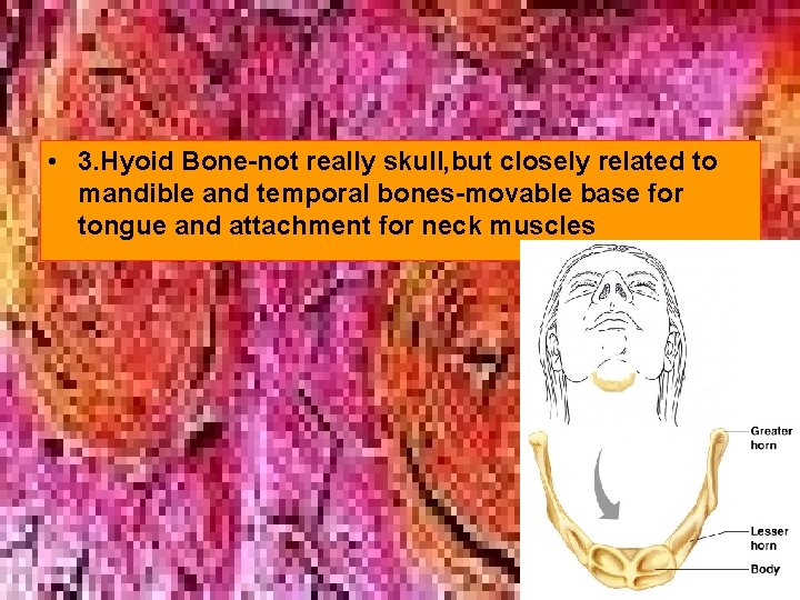  • 3. Hyoid Bone-not really skull, but closely related to mandible and temporal