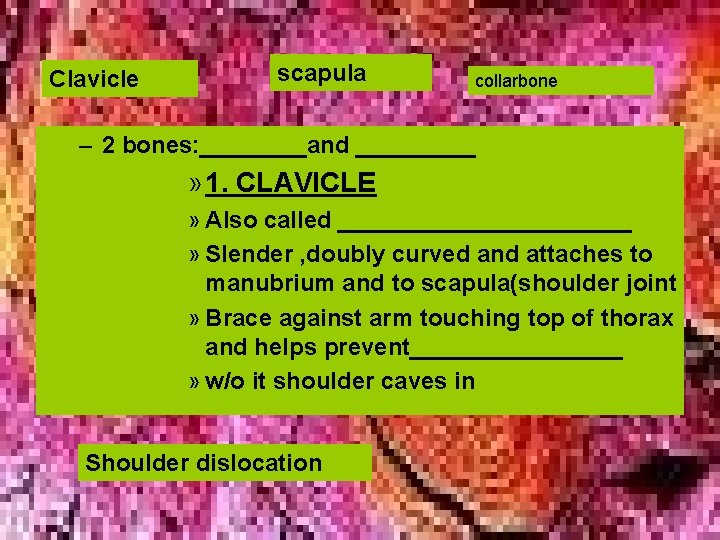 Clavicle scapula collarbone – 2 bones: ____and _____ » 1. CLAVICLE » Also called