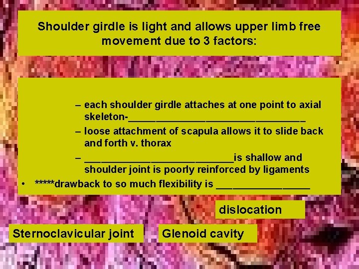 Shoulder girdle is light and allows upper limb free movement due to 3 factors: