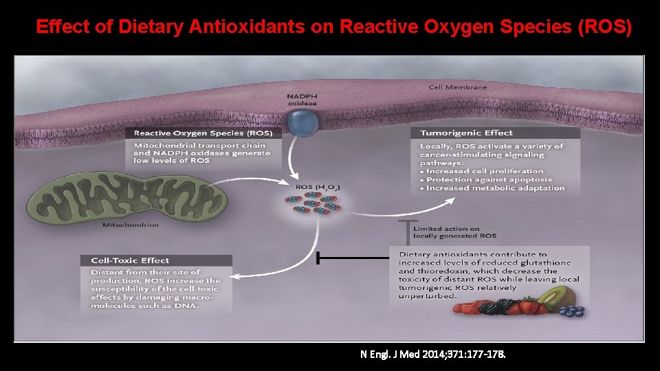 Effect of Dietary Antioxidants on Reactive Oxygen Species (ROS) N Engl. J Med 2014;