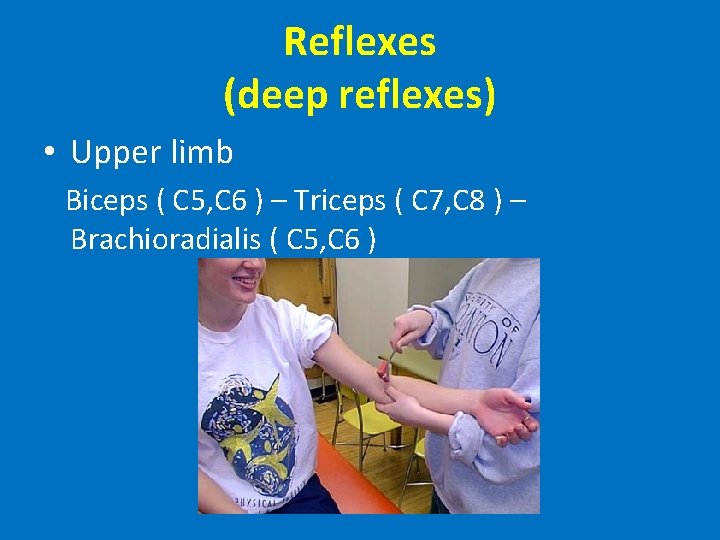 Reflexes (deep reflexes) • Upper limb Biceps ( C 5, C 6 ) –