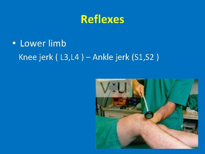 Reflexes • Lower limb Knee jerk ( L 3, L 4 ) – Ankle