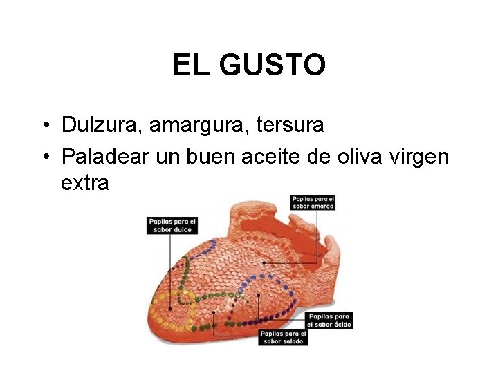 EL GUSTO • Dulzura, amargura, tersura • Paladear un buen aceite de oliva virgen