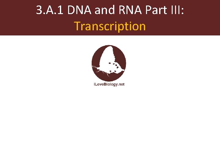 3. A. 1 DNA and RNA Part III: Transcription 