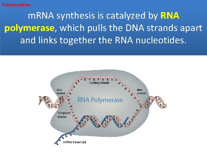 Transcription m. RNA synthesis is catalyzed by RNA polymerase, which pulls the DNA strands