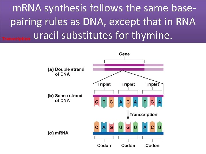 m. RNA synthesis follows the same basepairing rules as DNA, except that in RNA