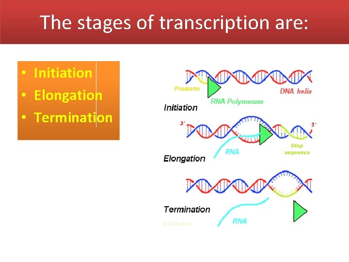 The stages of transcription are: • Initiation • Elongation • Termination 