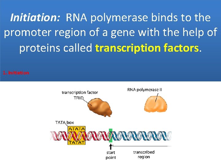 Initiation: RNA polymerase binds to the promoter region of a gene with the help