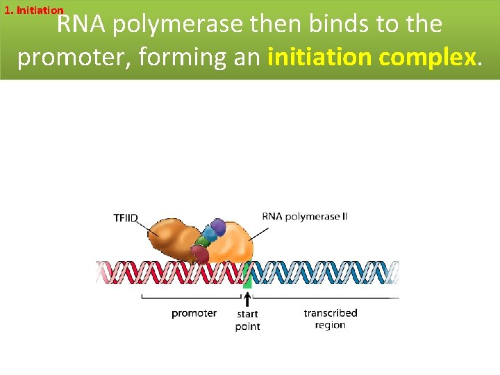 1. Initiation RNA polymerase then binds to the promoter, forming an initiation complex. 