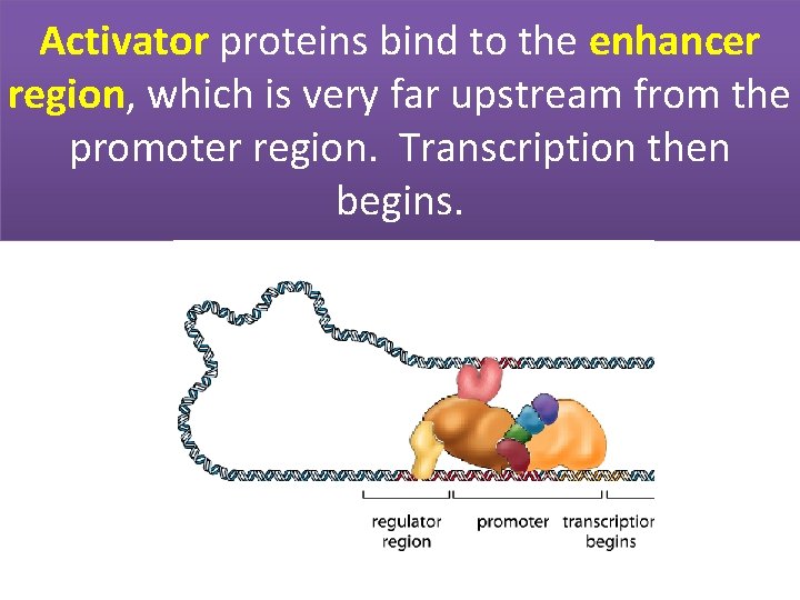 Activator proteins bind to the enhancer region, which is very far upstream from the