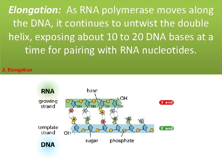 Elongation: As RNA polymerase moves along the DNA, it continues to untwist the double