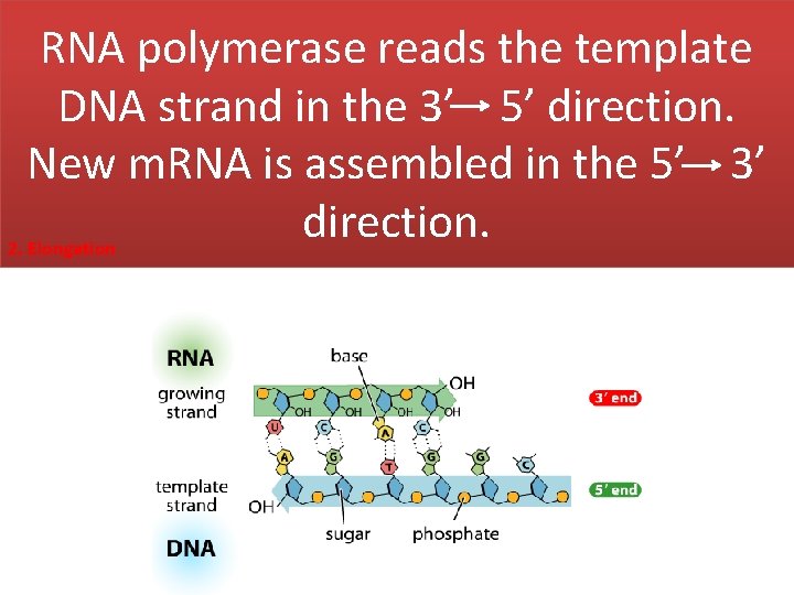 RNA polymerase reads the template DNA strand in the 3’ 5’ direction. New m.