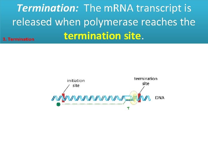 Termination: The m. RNA transcript is released when polymerase reaches the termination site. 3.