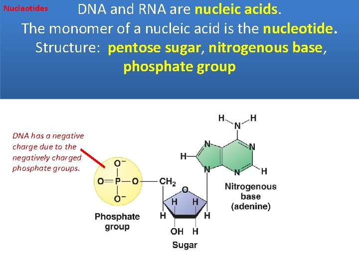 DNA and RNA are nucleic acids. The monomer of a nucleic acid is the