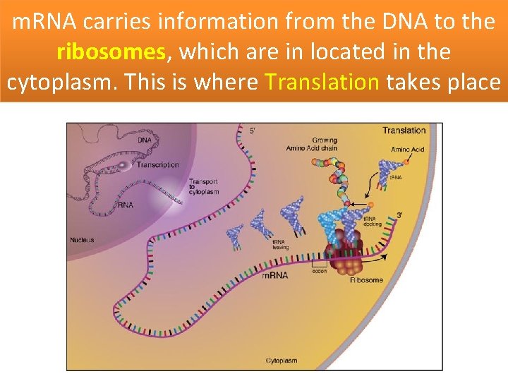 m. RNA carries information from the DNA to the ribosomes, which are in located