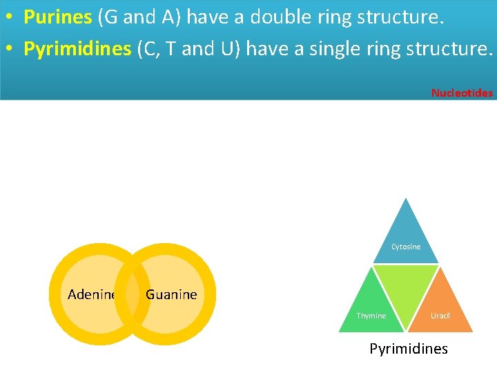  • Purines (G and A) have a double ring structure. • Pyrimidines (C,