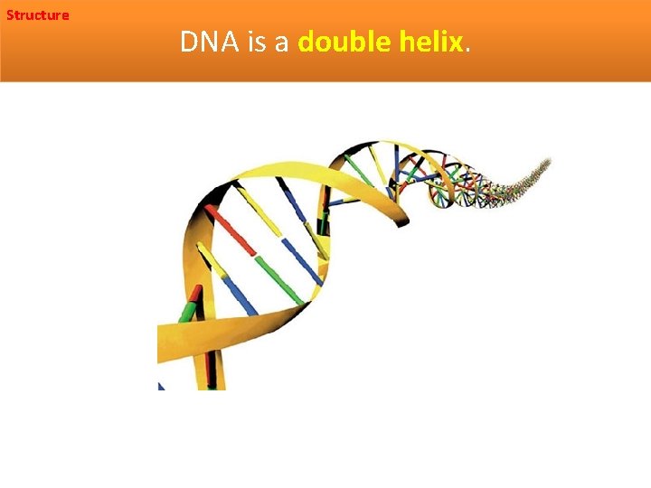 Structure DNA is a double helix. 
