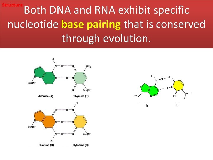 Structure Both DNA and RNA exhibit specific nucleotide base pairing that is conserved through