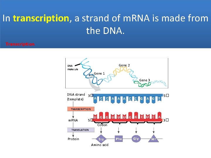 In transcription, a strand of m. RNA is made from the DNA. Transcription Gene