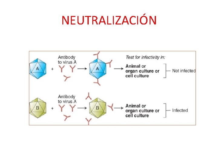 NEUTRALIZACIÓN 