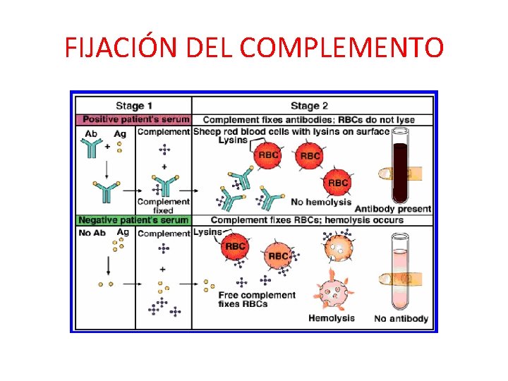 FIJACIÓN DEL COMPLEMENTO 