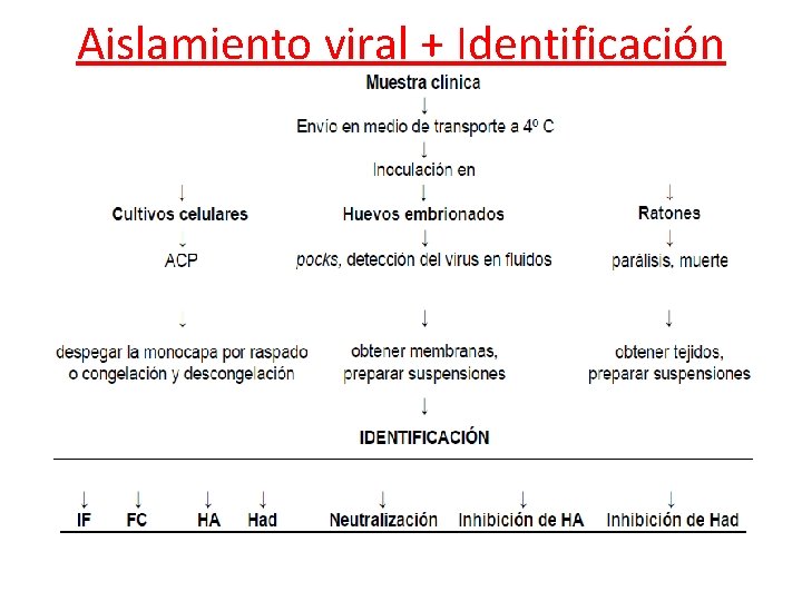Aislamiento viral + Identificación 