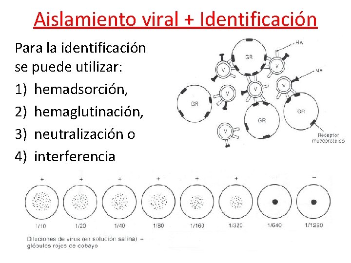 Aislamiento viral + Identificación Para la identificación se puede utilizar: 1) hemadsorción, 2) hemaglutinación,