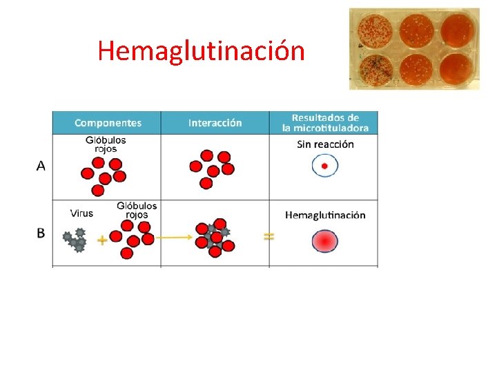 Hemaglutinación 