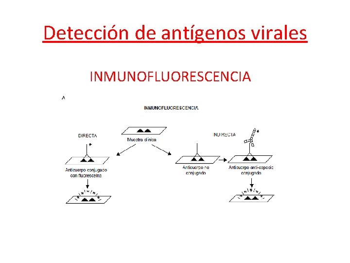 Detección de antígenos virales INMUNOFLUORESCENCIA 