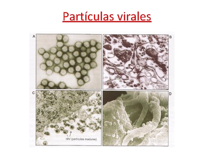 Partículas virales 
