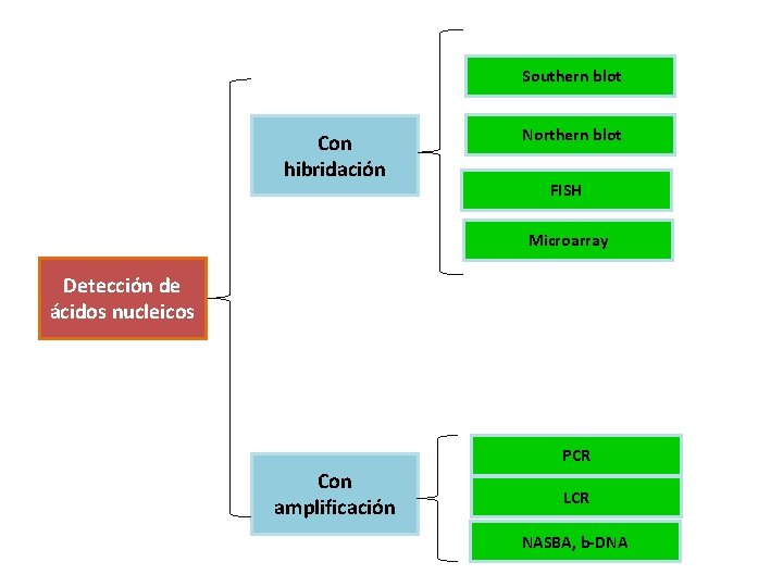 Southern blot Con hibridación Northern blot FISH Microarray Detección de ácidos nucleicos PCR Con